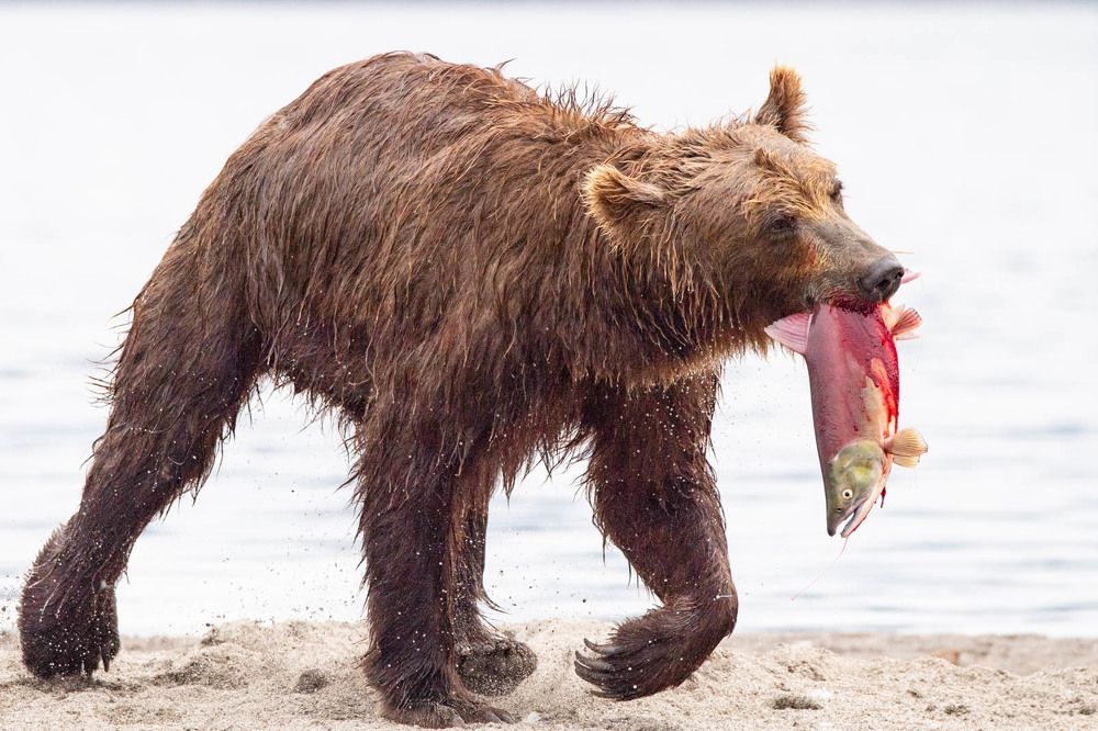 Photograph by Алексей Шаскольский