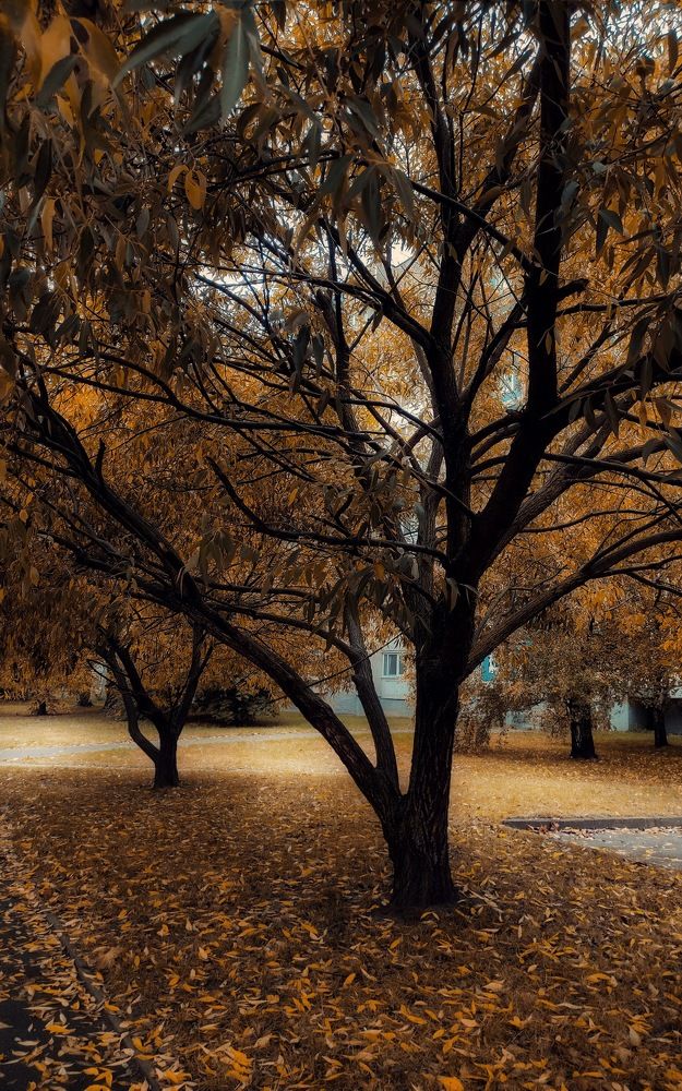 Осень в городе