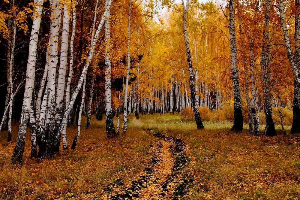 "Березовая роща"