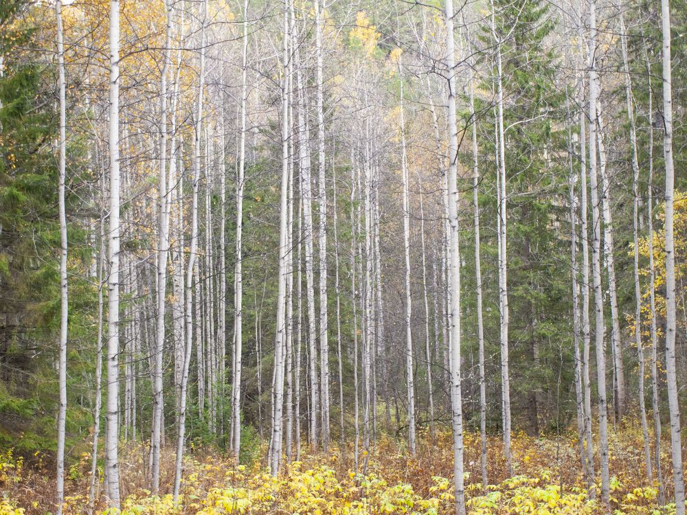 Photograph by Илюшечкина Екатерина