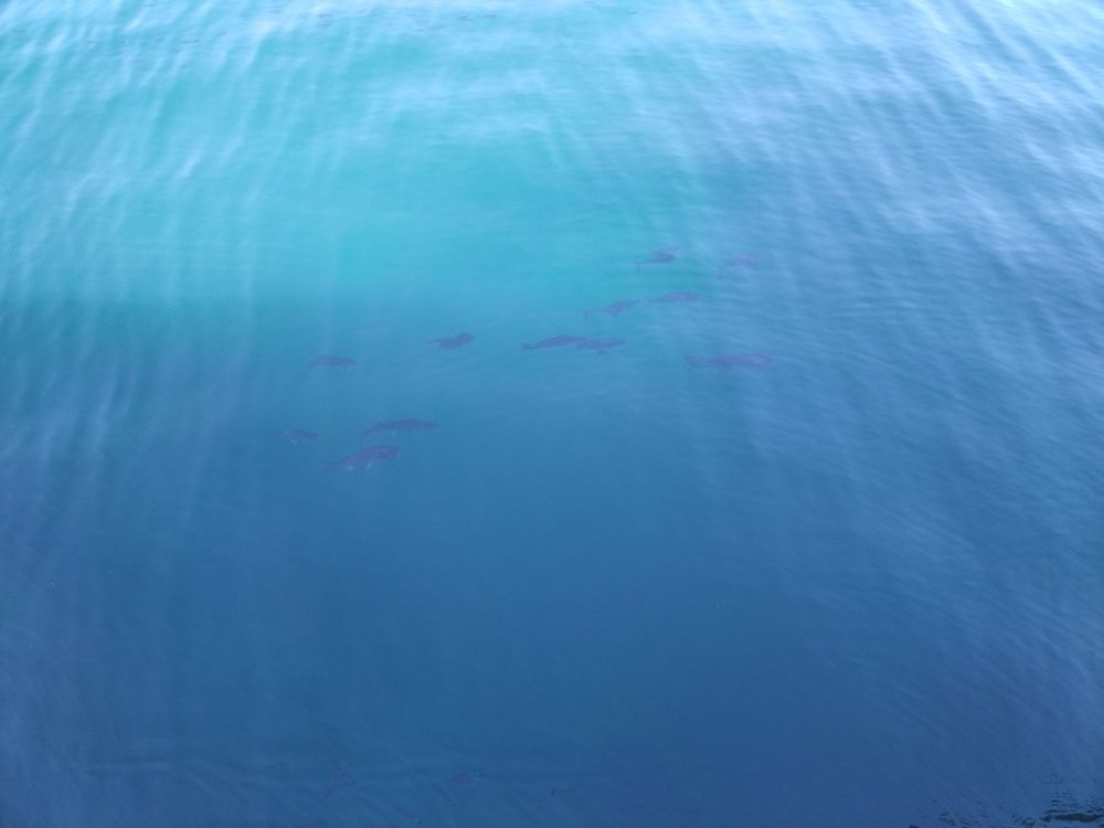 Фотография автора Danica Utjesinovic