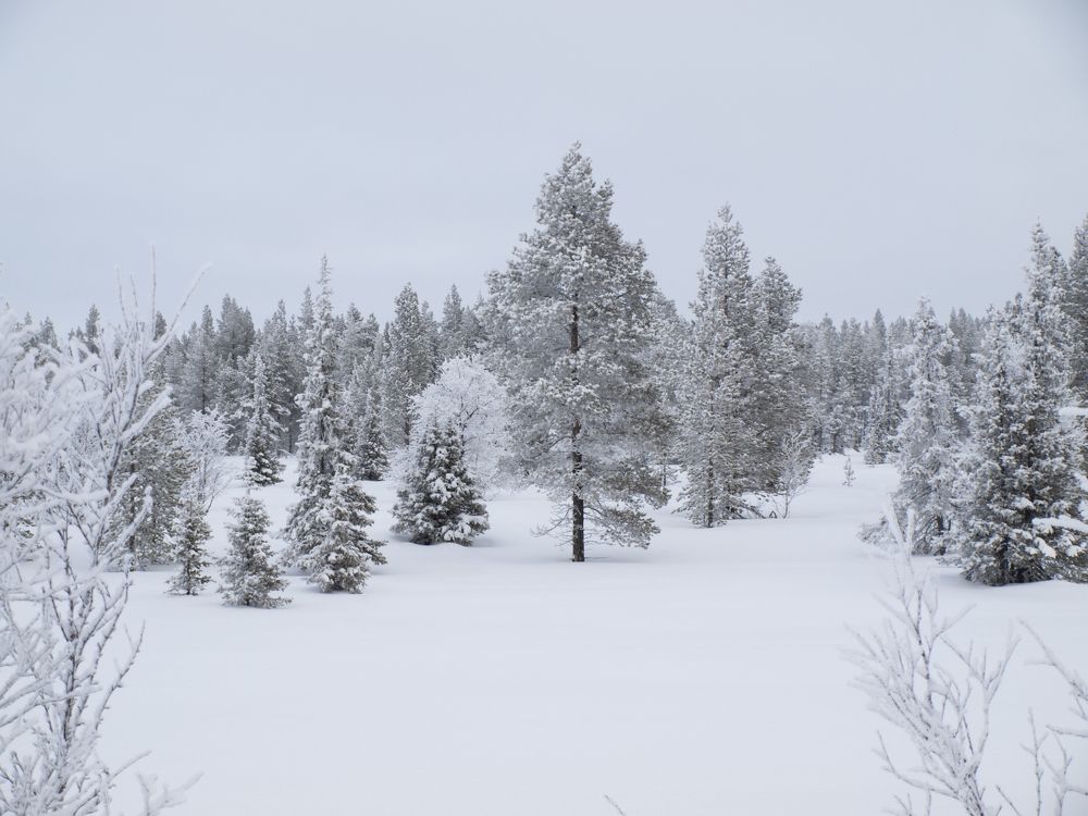 Photograph by Илюшечкина Екатерина