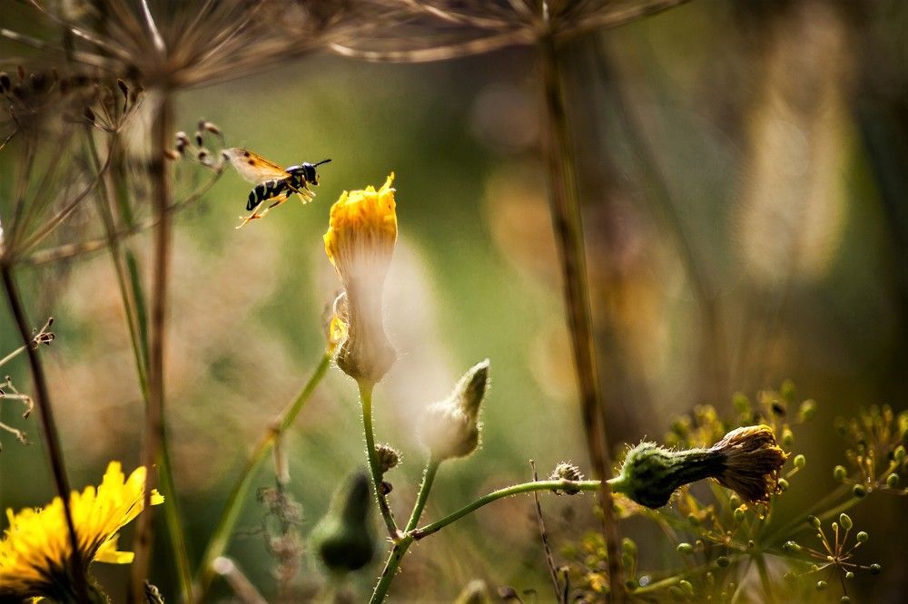 Полет пчелы