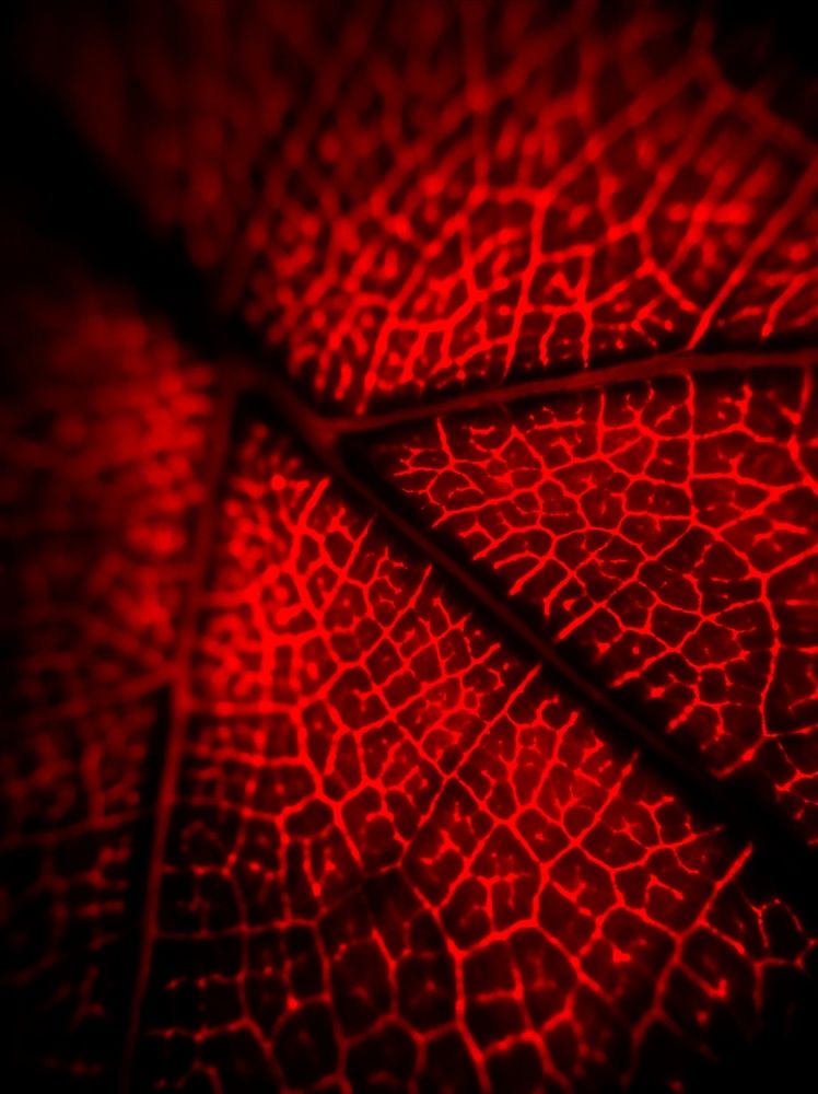 Photograph by Ольга Мокрова