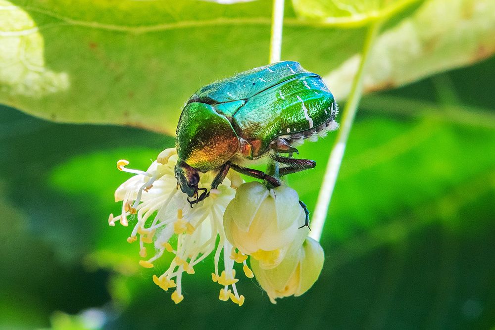 Photograph by Matko Matkovic