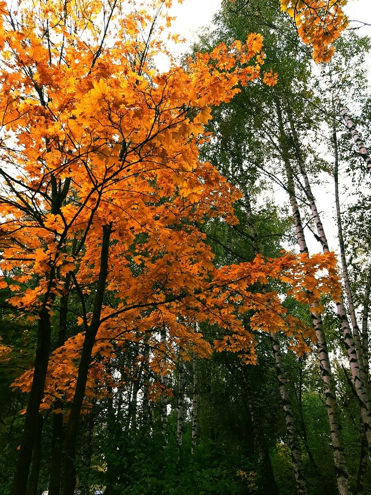 Фотография автора Ия (Левина) Энгельгардт