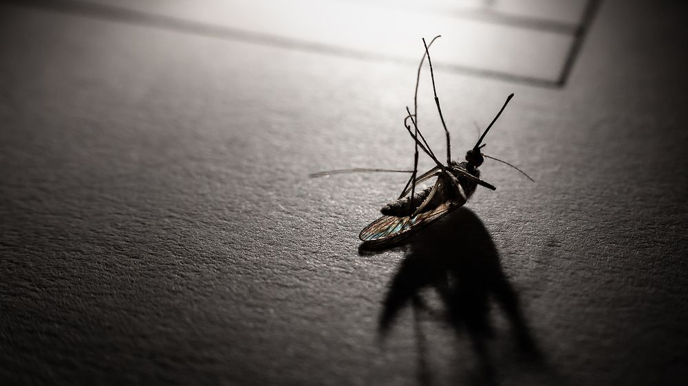 Поверженный кровопийца