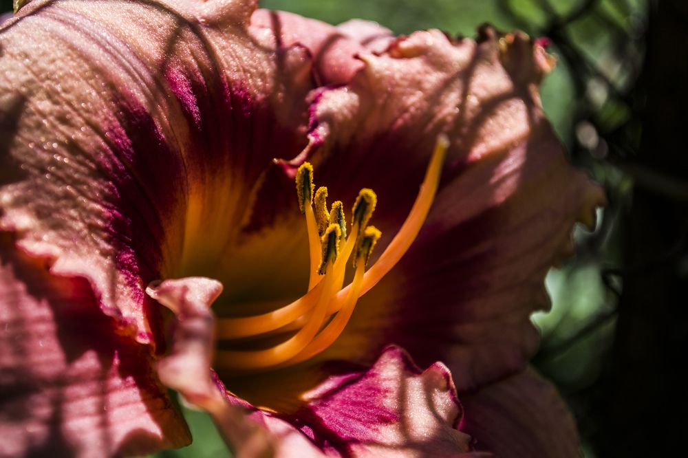 Photograph by Елизавета Большакова