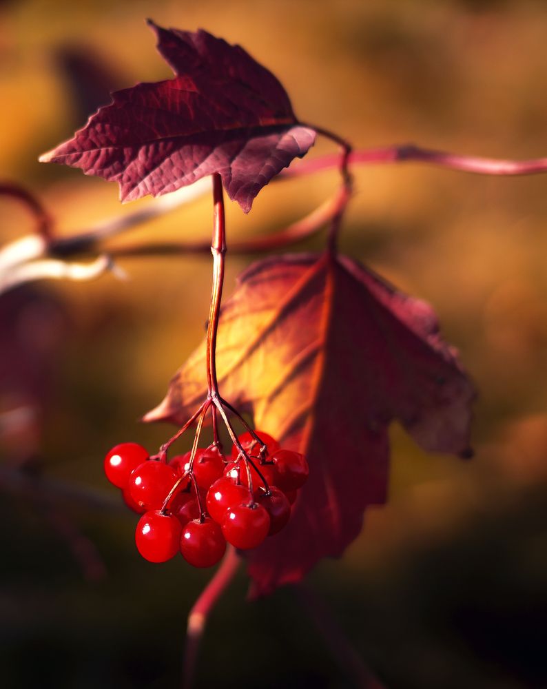 Photograph by Ольга Слотвинская