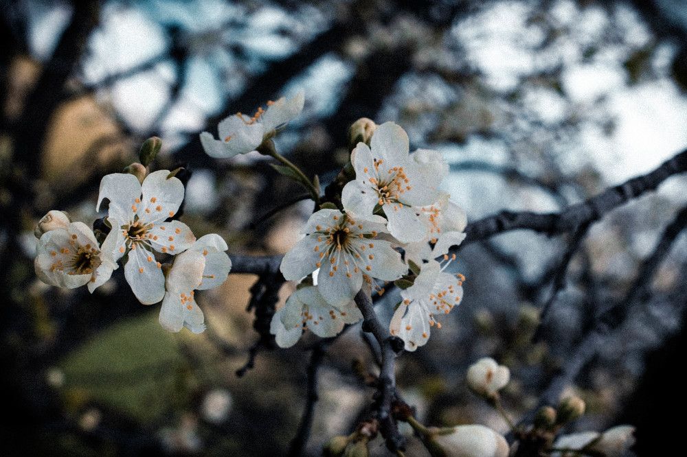 Photograph by Сергей Аникушин