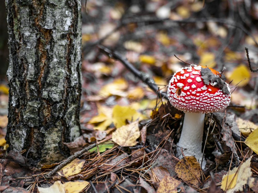 Photograph by Руслан Ибрагимов