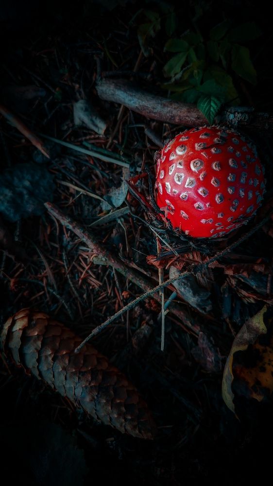 Photograph by Shurik Shurik