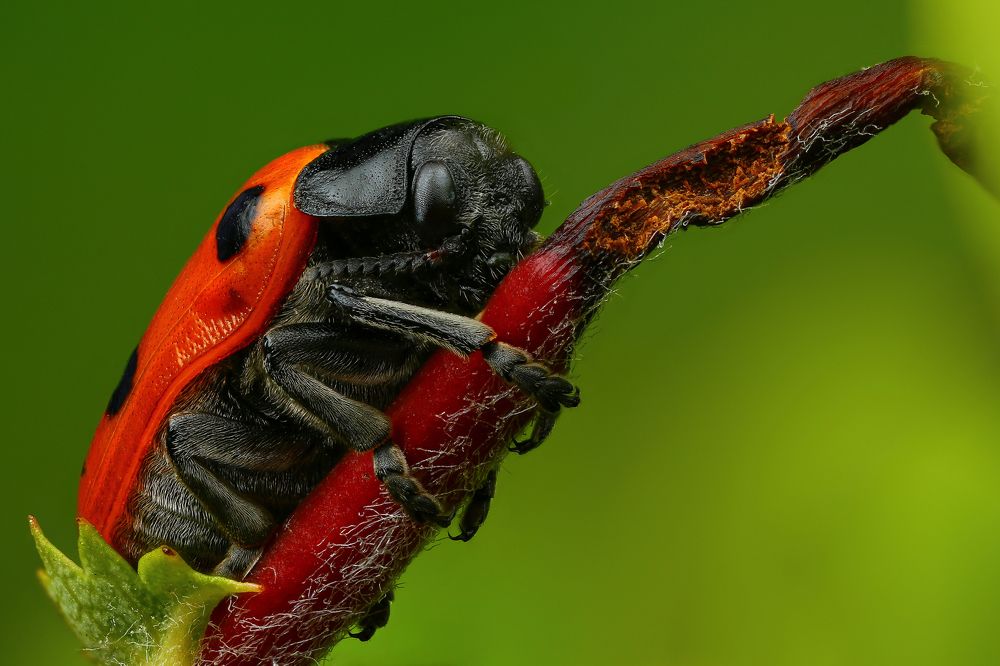 Фотография автора Андрей Шаповалов