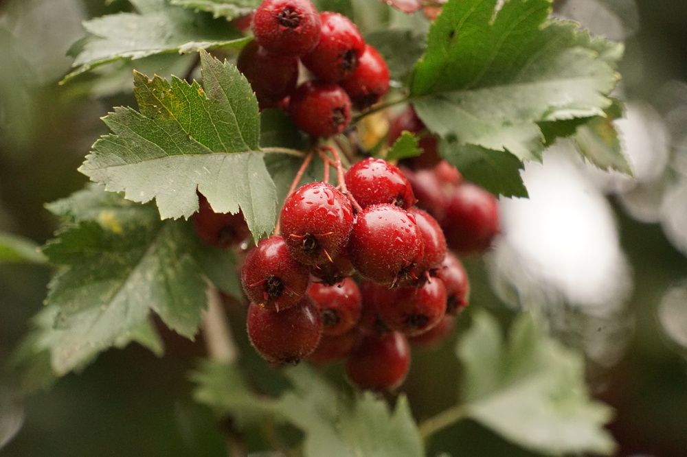 Photograph by Алфия Бугакова