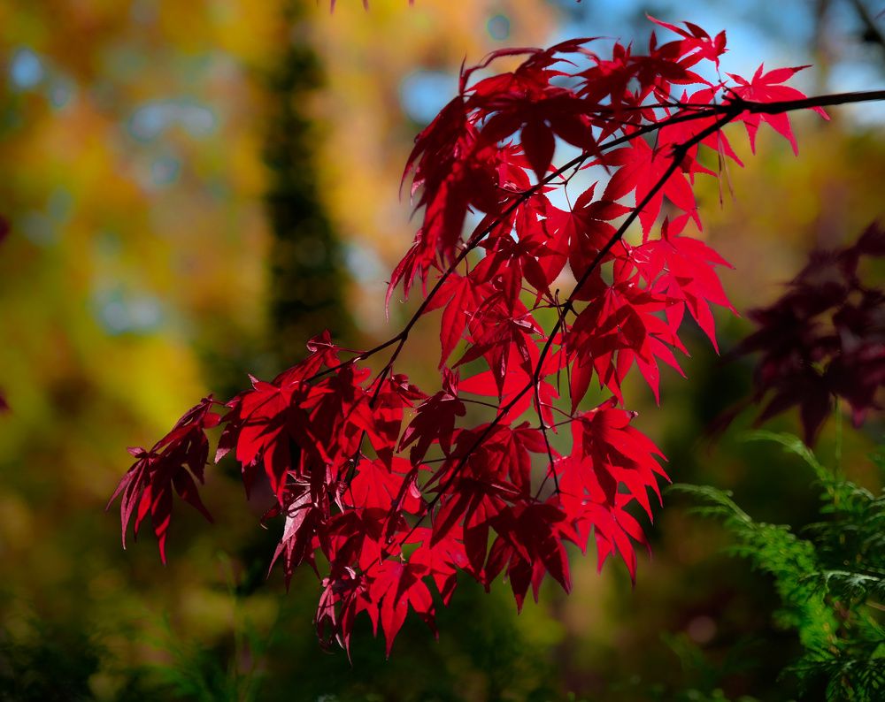 Photograph by Сергей Кесаев