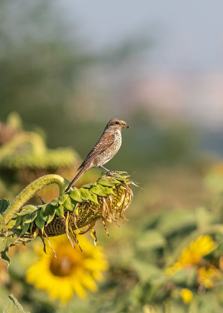 В подсолнухах