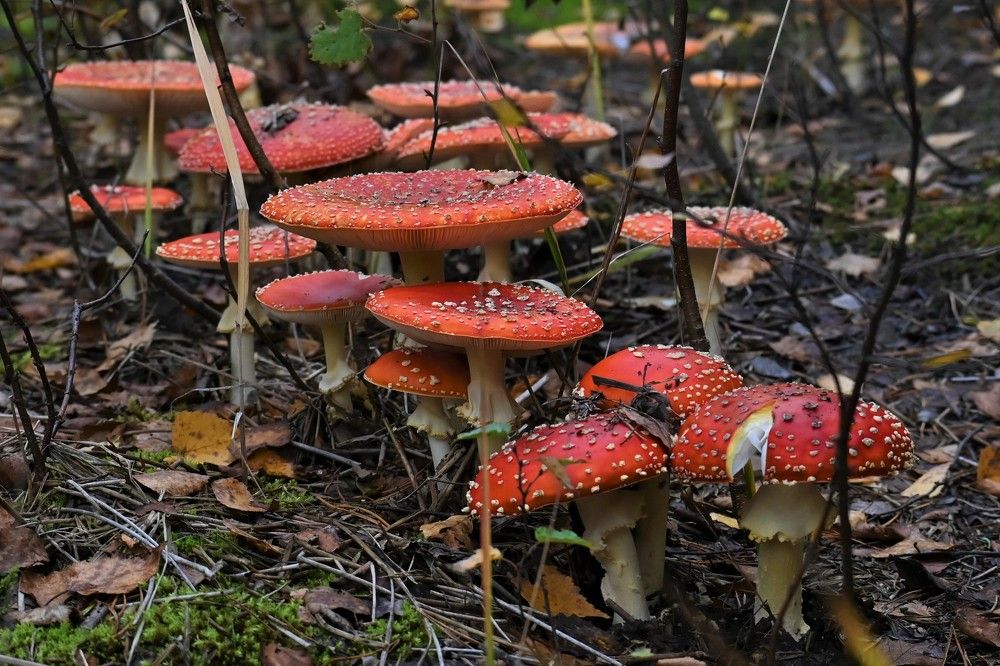 Фотография автора IRINA FILIPPOVA