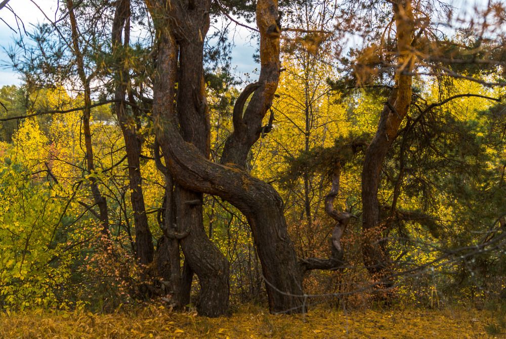 Photograph by Елена Гольдебаева