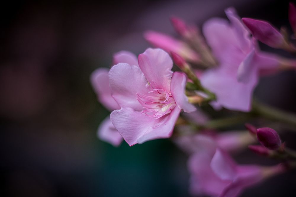 Photograph by Gulam Mohiuddin Chandiwala