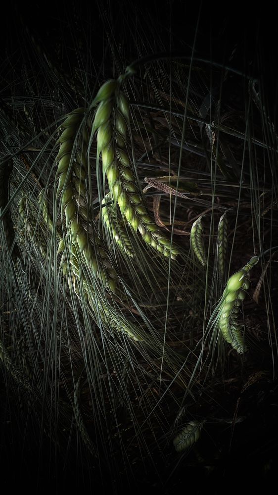 Photograph by Swetlana Lebedev