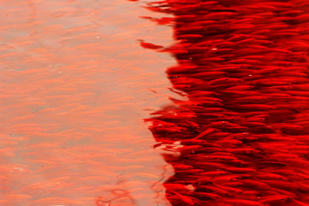 the color of blood