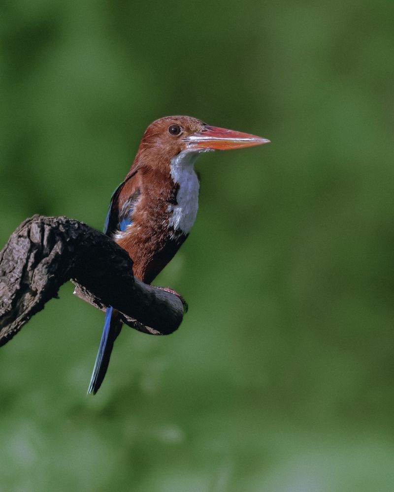 Photograph by ASHWINI BHONGE