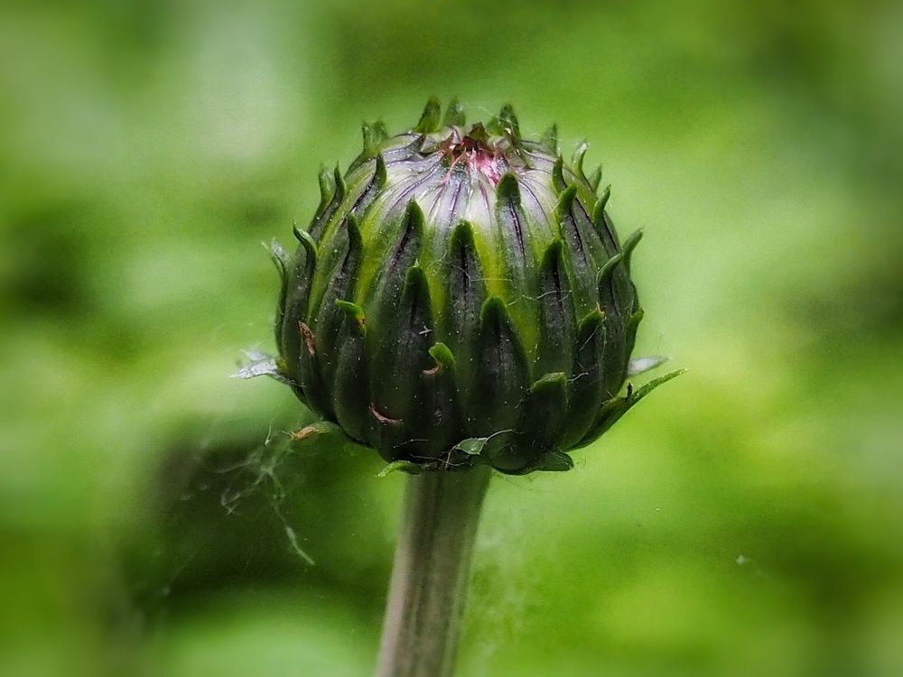 Photograph by Ирина Килина