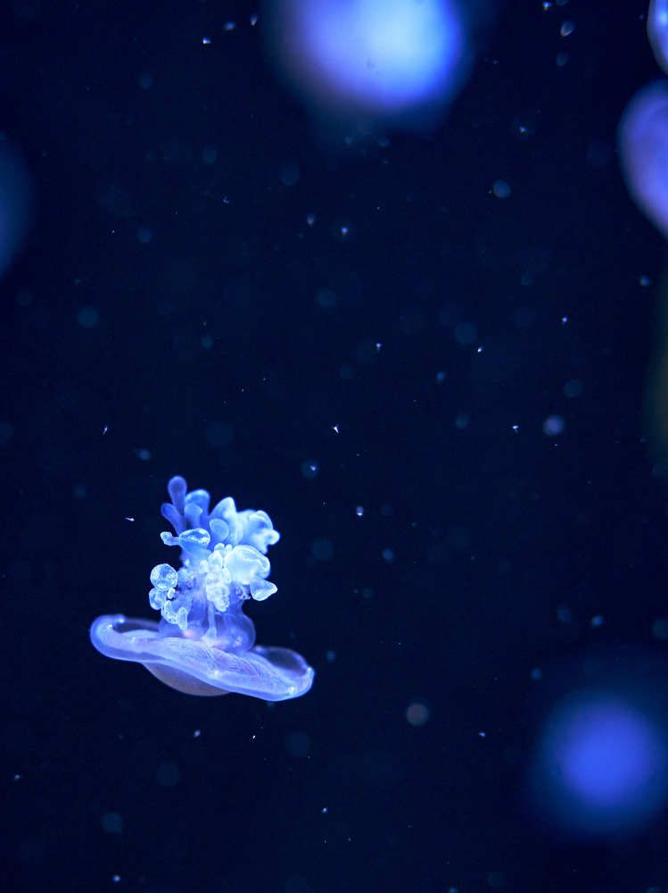 Photograph by Света Богоявленская