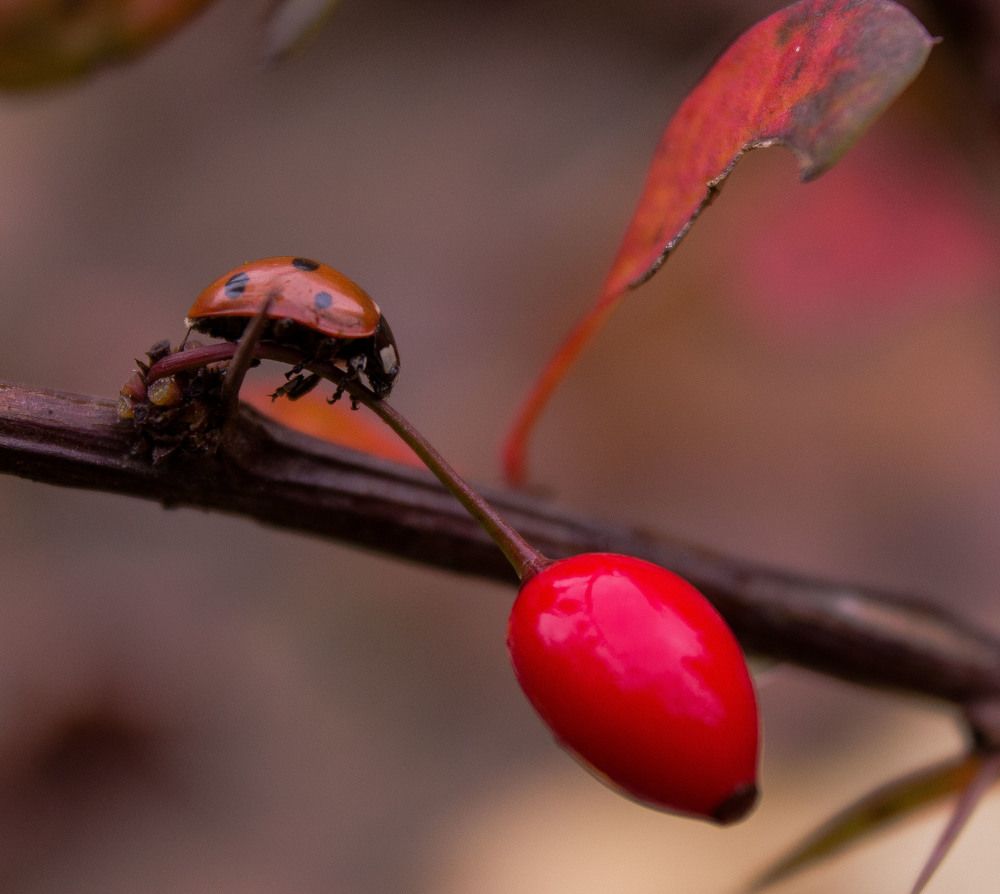 Осень красная.