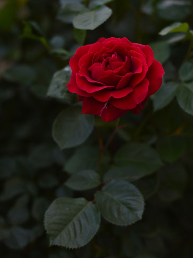 Красная роза