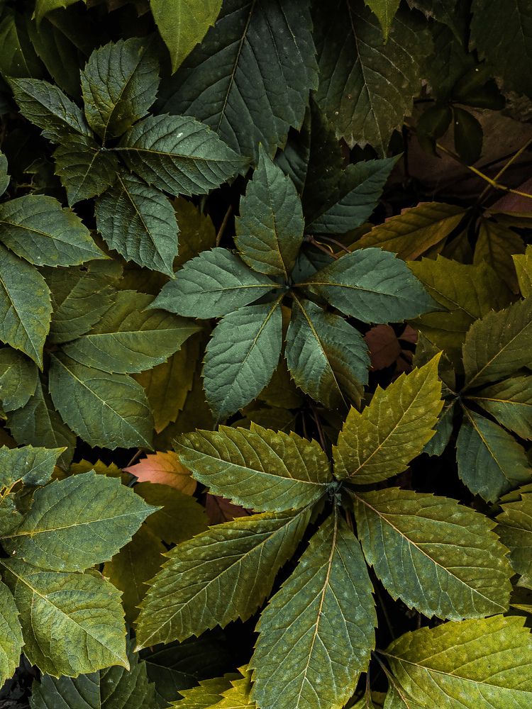 Photograph by Наталья Ефимова