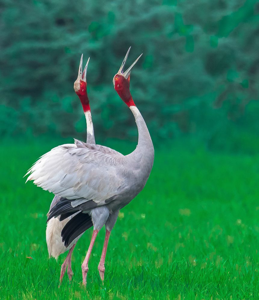 Symbol of Love - Sarus Cranes