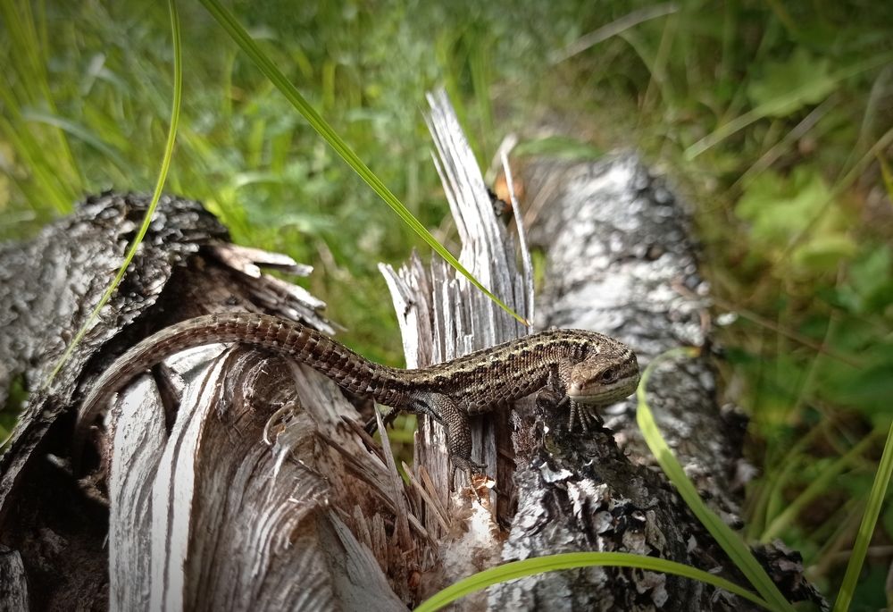 Photograph by Нина Чугунова