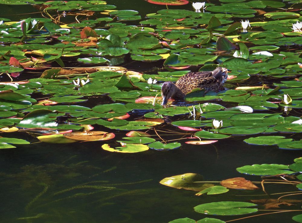 Photograph by Нина Будникова