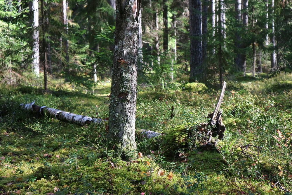 Photograph by Саша Жевлатов