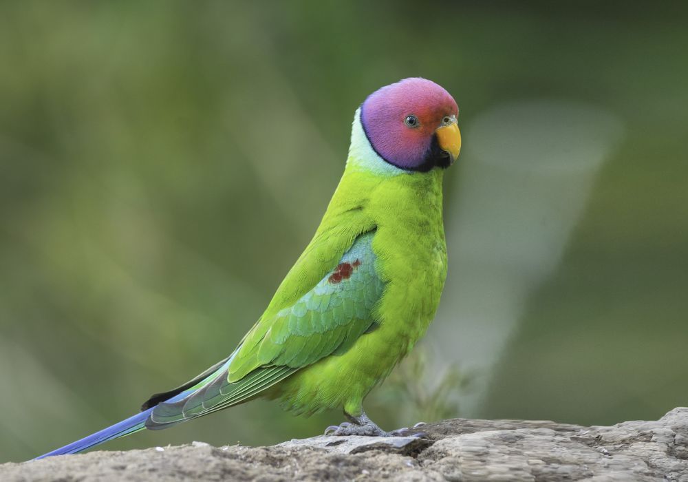 Photograph by Ranjith Kumar