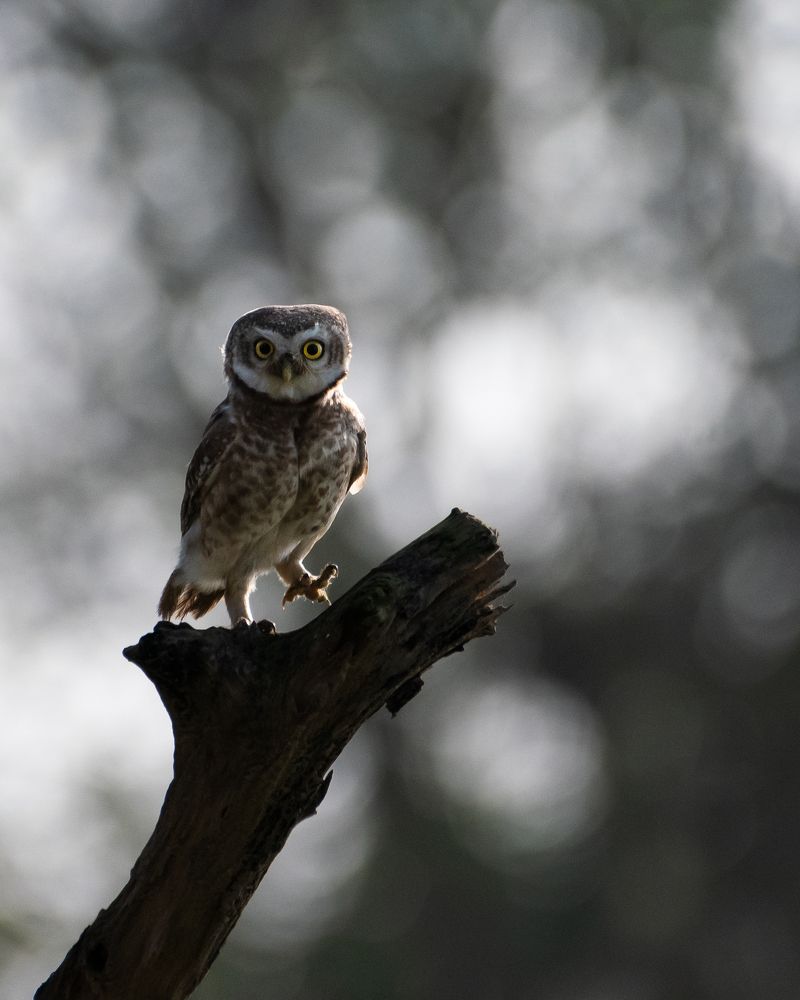 Spotted Owlet