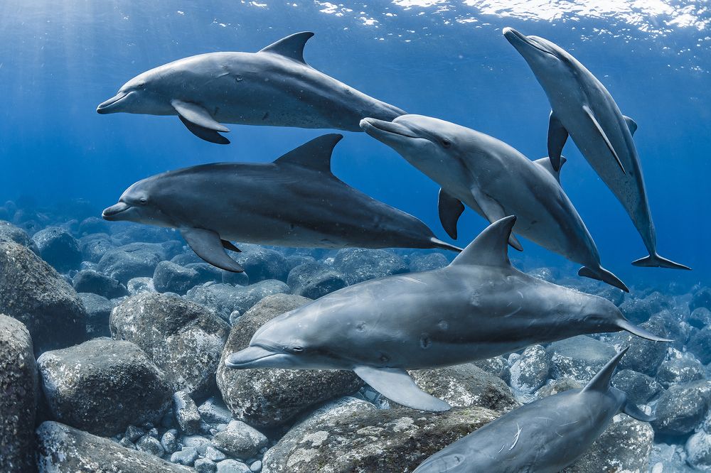 Dolphins blooming