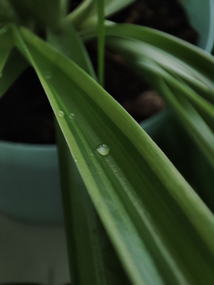 Photograph by Кристина Медведюк