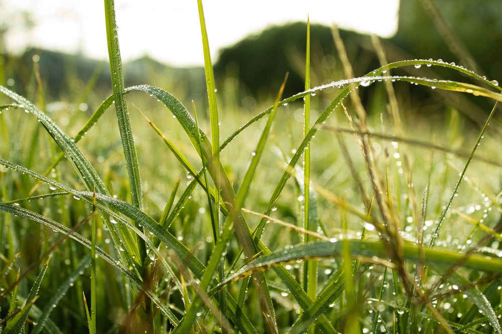 Photograph by Ольга Сельницына