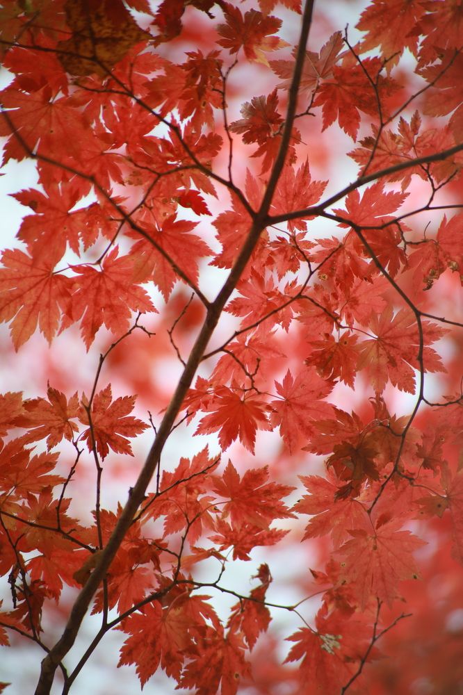 Photograph by Переверзева Татьяна