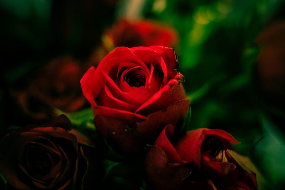 Photograph by Gulam Mohiuddin Chandiwala