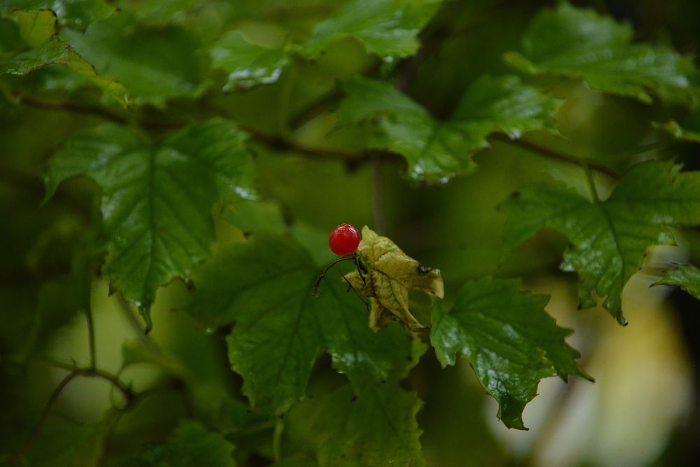 Photograph by Алексей Козлов