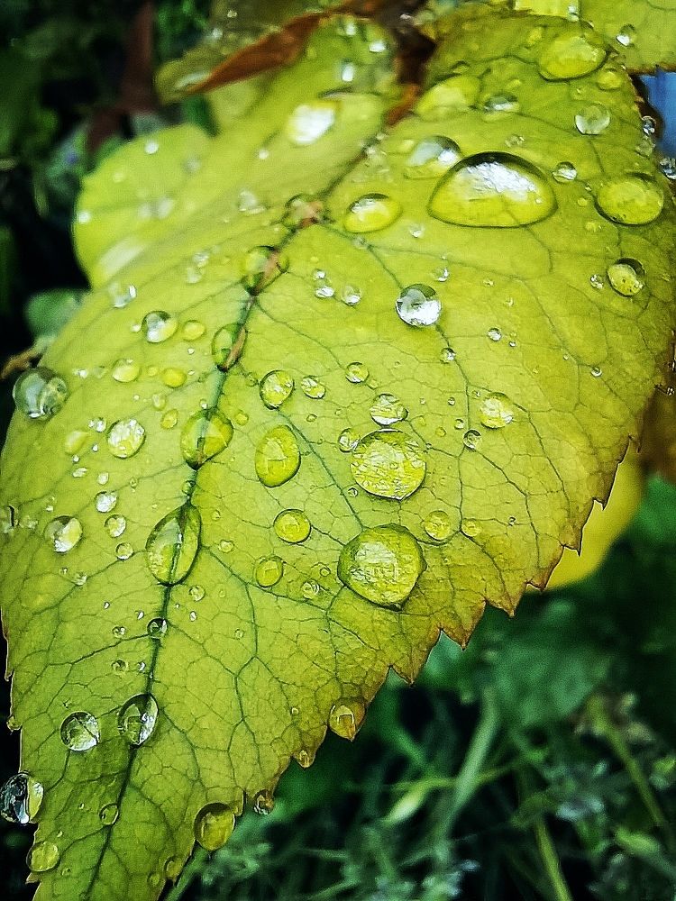 Фотография автора Rafa