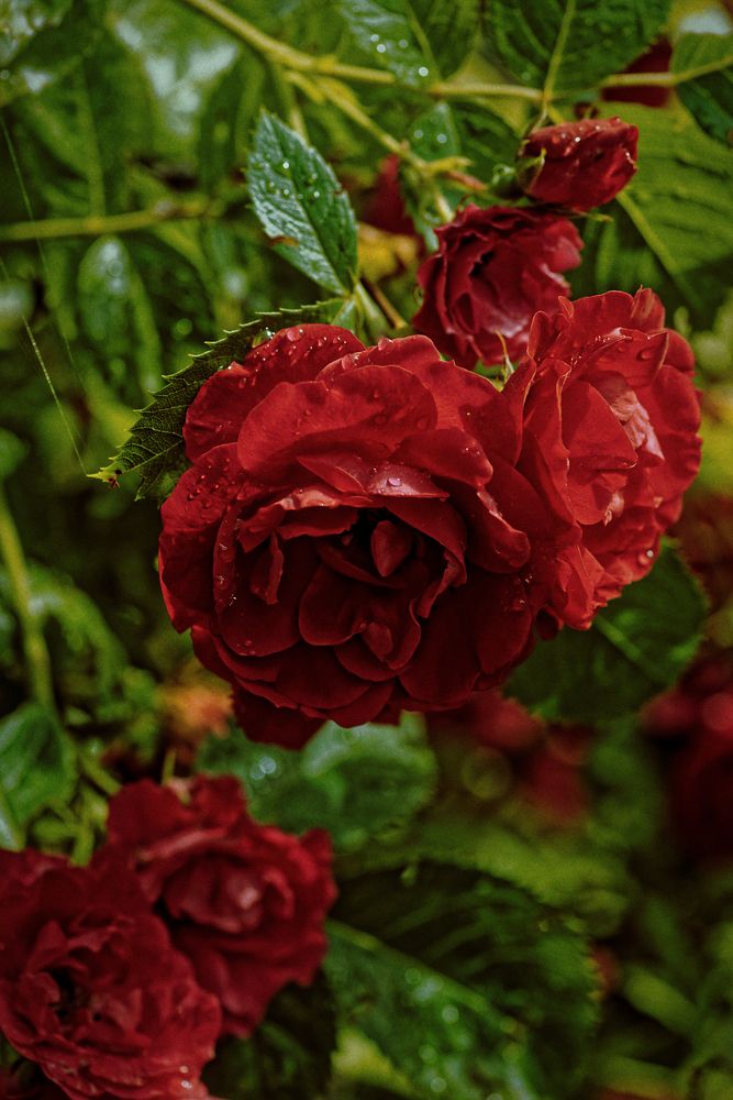 Роза чайная