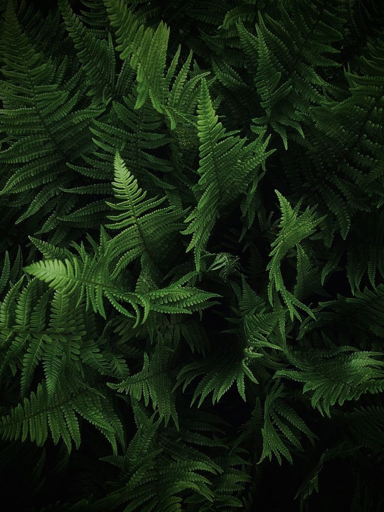 «Fern»