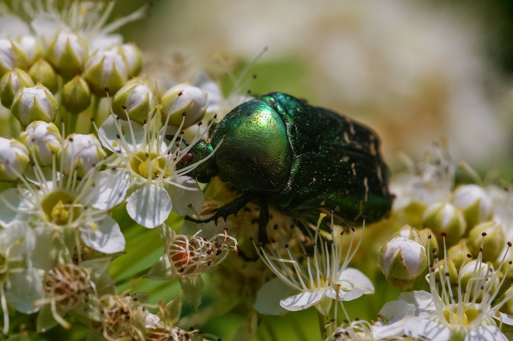 Photograph by Svetlana Karnauh Карнаух