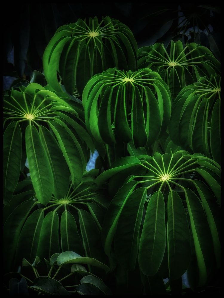 Photograph by Polina Svirida