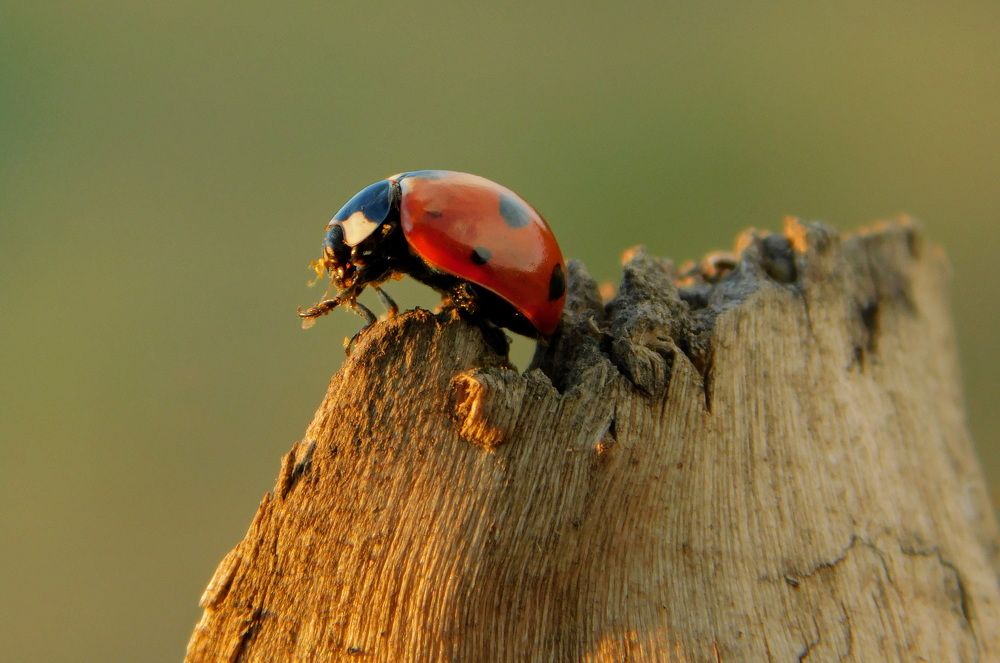 Photograph by Сергей Чеченов