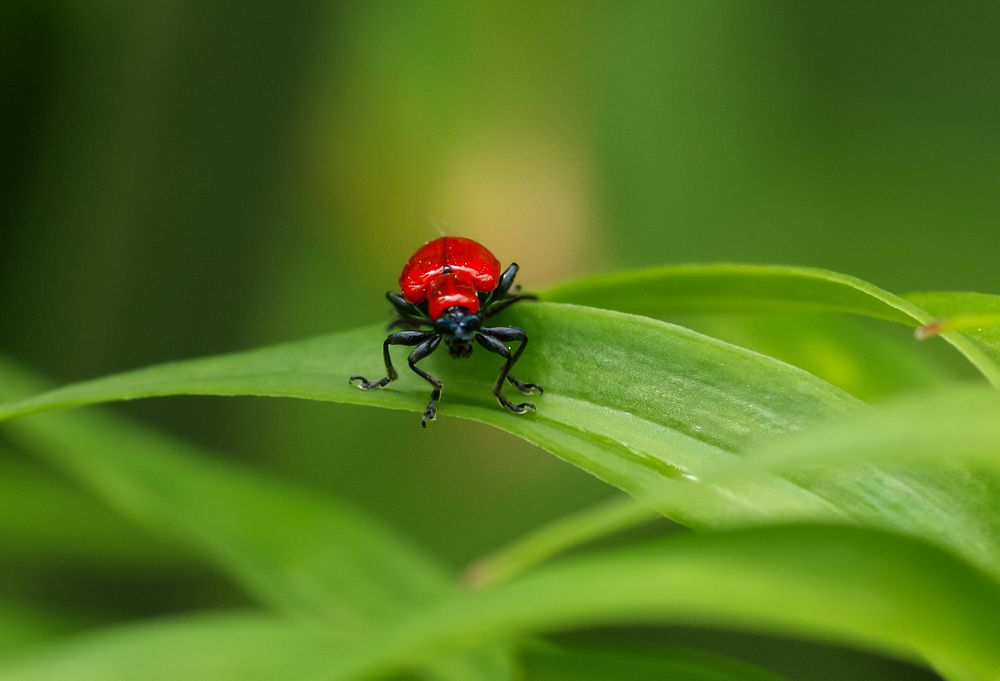 Photograph by Svetlana Karnauh Карнаух
